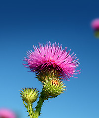 Image showing thistle flower