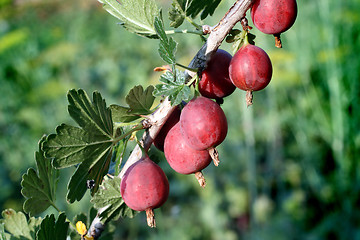 Image showing red gooseberry