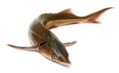 Image showing russian sturgeon