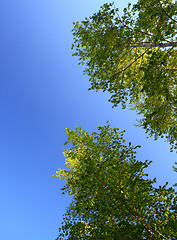 Image showing sunlight on top of birch trees