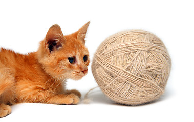 Image showing small cat and big clew of wool