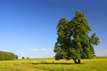 Image showing summer landscape with lime-tree