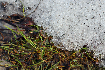 Image showing spring grass under melt snow