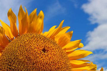 Image showing fragment of sunflower