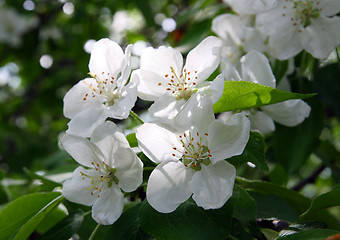 Image showing blossom apple-tree flowers