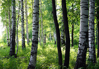 Image showing summer birch forest