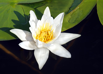 Image showing water-lily close-up