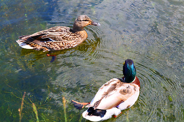 Image showing ducks couple