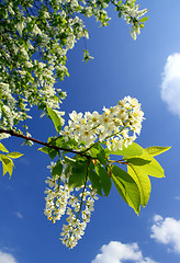 Image showing blossom bird cherry tree branch
