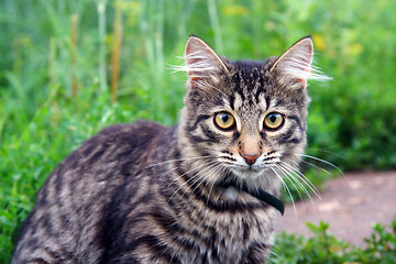 Image showing cat on grass