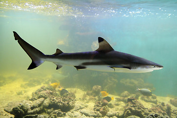 Image showing shark