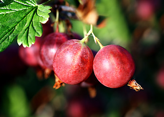 Image showing red gooseberry