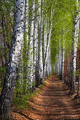 Image showing spring birch woods alley