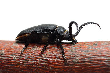 Image showing large black beetle