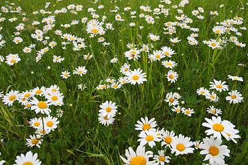 Image showing camomiles on meadow