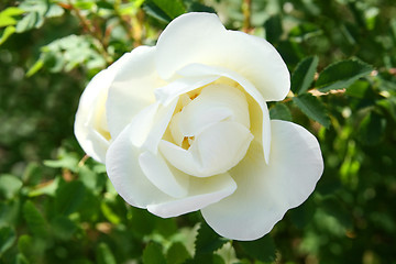 Image showing white rose