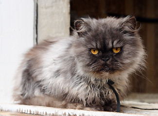 Image showing persian cat on window