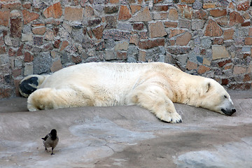 Image showing sleeping polar bear