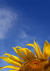 Image showing sunflower on sky background with copyspace