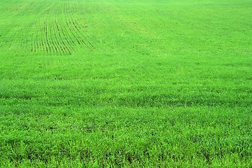 Image showing green herb grass field