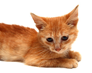 Image showing red small cat