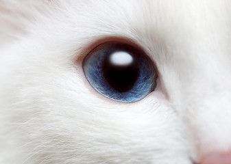 Image showing white cat's blue eye