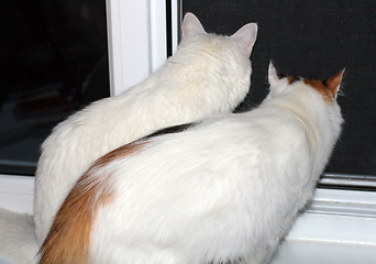 Image showing two cats looking out from window