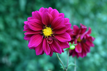 Image showing purple dahlia flowers