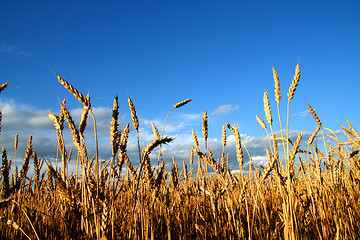 Image showing stems of the wheat