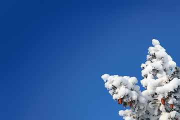 Image showing blue sky background with cones on fir