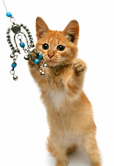 Image showing playful red small cat isolated on white