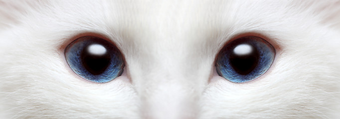 Image showing white cat's blue eyes