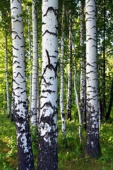 Image showing birch woods