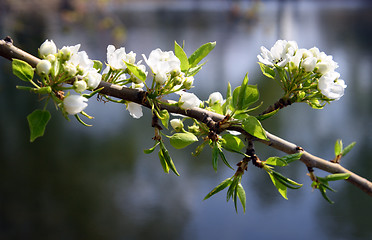 Image showing blossom apple-tree branch