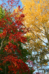 Image showing autumn trees