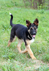 Image showing fun young running dog