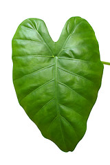 Image showing big green leaf