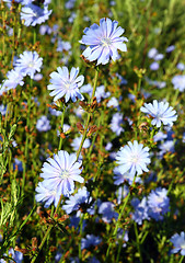 Image showing chicory flowers