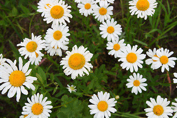 Image showing camomiles close-up on meadow