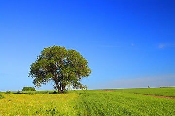 Image showing summer landscape with tree