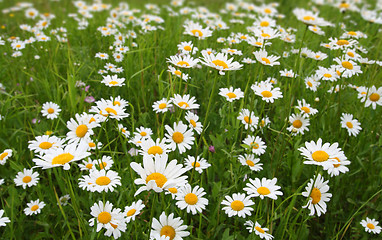 Image showing camomiles on meadow