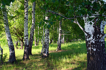 Image showing birch woods