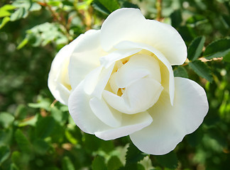 Image showing white rose