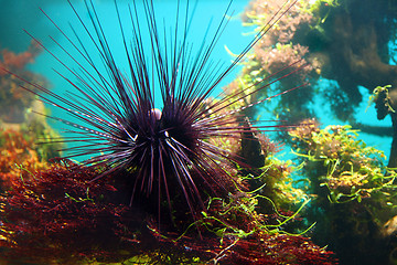Image showing sea-urchin