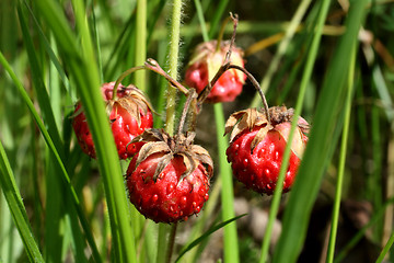 Image showing wild strawberry close-up