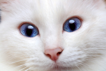 Image showing white cat with blue eyes
