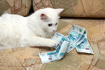 Image showing cat count money