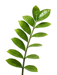 Image showing branch with green leaves