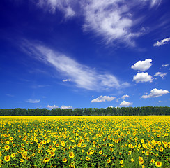 Image showing sunflowers field under sky