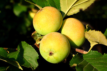 Image showing three apples